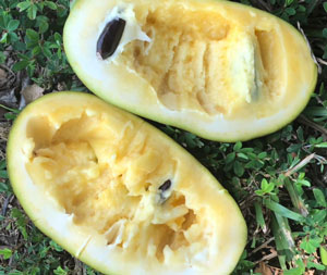 Inside of pawpaw fruit