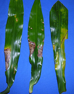 Dracaena leaf burn