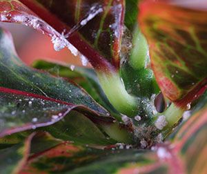 Mealybugs on Croton