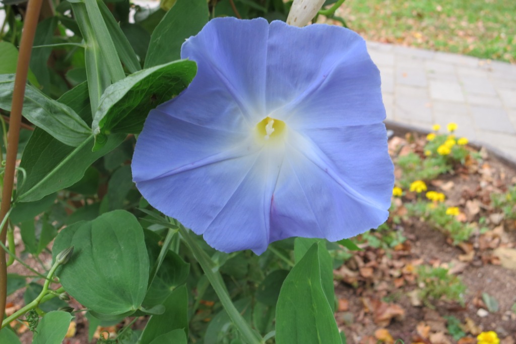 morning glory blue flower