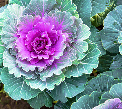 Ornamental Cabbage