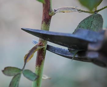 Sharp end of black shrub clippers are around the stem of a bush that will be snipped off.