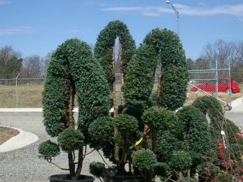 topiary plants