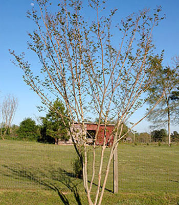 Good example of effective crape mytle pruning with selective removal of branches.