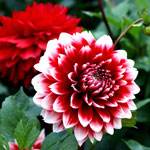 red white dahlia