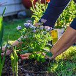 planting spring flowers