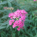 pink bloom on spirea