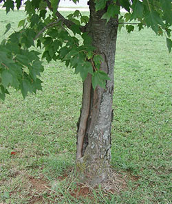 Tree with sunscald injury
