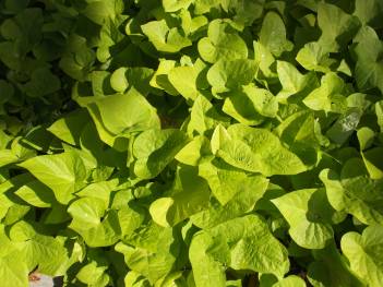 a lime green vine called sweet potato vine