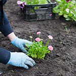 Spring Planting Tipcs 