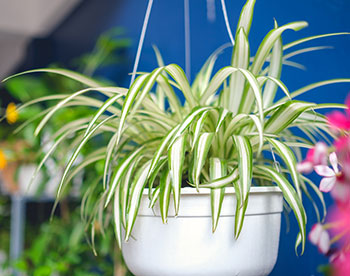 Hanging Spider Plant