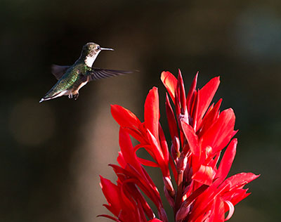 Ruby-throated hummingbird and canna flower
