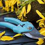 Spring Pruning Tips Link