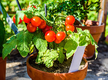Healthy cherry tomato plant with blemish free foliage