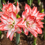 Amaryllis Flower