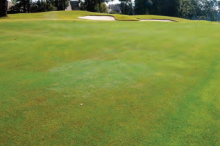 Bermudagrass in Zoysiagrass