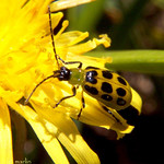 Spotted Cucumber Beetle