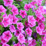 Petunias