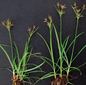 Purple nutsedge isn't purple except for the flowering part of the weed