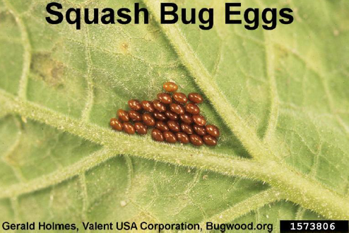 Squash bug eggs