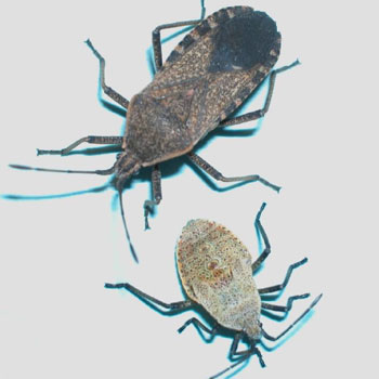 Squash Bugs