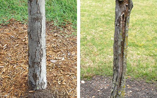 signs of sunscald on a tree