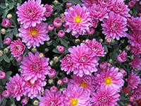 Picture of Garden Mums with pink flowers with yellow centers.