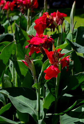 Canna Lilly