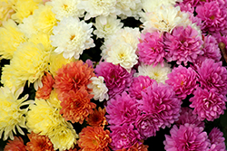 Chrysanthemums in Various Colors