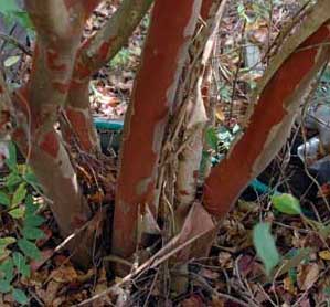 Acoma Crapemyrtle bark exfoliation patterns