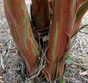 Exfoliation patterns on the bark of a Biloxi Crapemyrtle tree