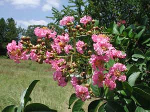 Close up of Biloxi Crapemyrtle pink flowers