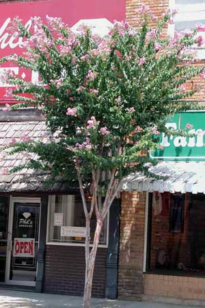 Biloxi Crapemyrtle tree showing form ini front of a building