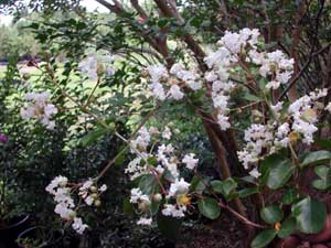 White flowers of a Byer's Wonderful White Crapemyrtle tree