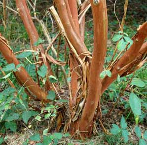Caddo Crapemyrtle bark exfoliation patterns