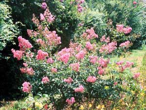 Caddo Crapemyrtle shrub showing form and flowers