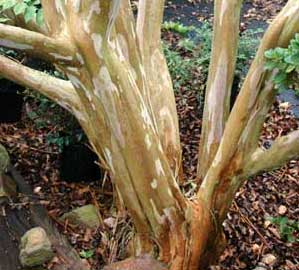 Catawba Crapemyrtle bark exfoliation patterns