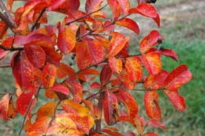 Catawba leaves in yellow and orange fall color.