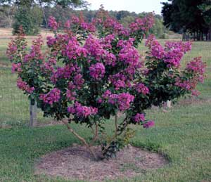 Catawba Crapemyrtle tree showing form and violet purple flowers