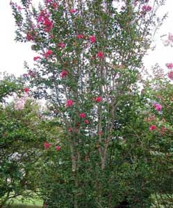 Form of a Centennial Spirit Crapemyrtle tree