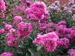 Close up of Centennial Crapemyrtle medium purple flowers