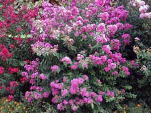 Centennial Crapemyrtle shrub showing form and flowers