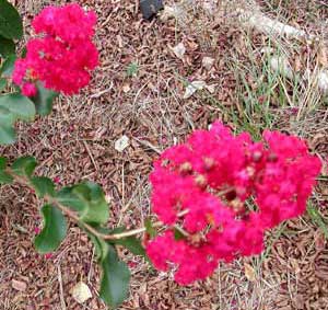 Close up of pink flowers of a Centennial Spirit Crapemyrtle