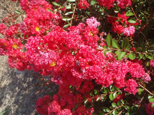 Close up of Cherry Dazzle Crapemyrtle flowers
