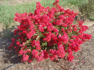 Close up of Cherry Dazzle Crapemyrtle flowers and form 