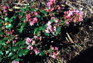 Close up of Chickasaw Crapemyrtle pink-lavender flowers