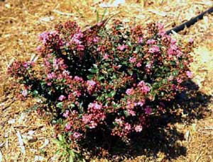 Chickasaw Crapemyrtle dwarf showing form and flowers