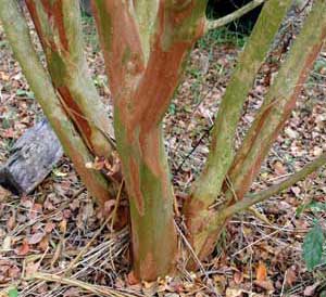 Bark exfoliation patterns of a Choctaw Crapemyrtle