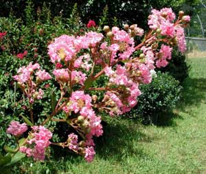 Pink flowers of a Choctaw Crapemyrtle