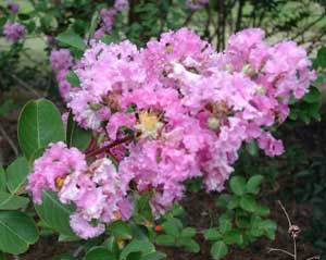 Close up of a Conestoga Crapemyrtle light purple flowers